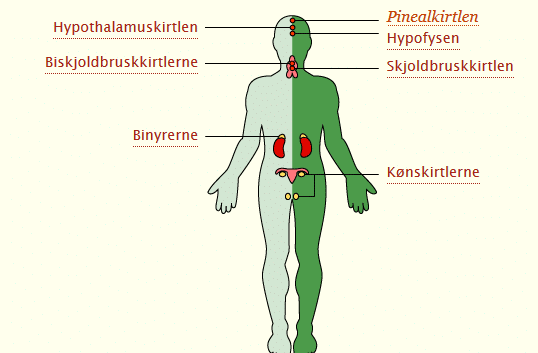 Pinealkirtlen